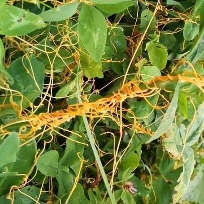 Повилика: как избавиться от этого сорняка?