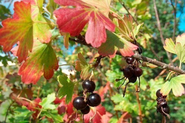 Чим обробити смородину восени від шкідників і хвороб