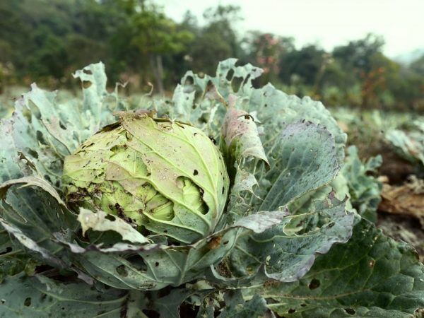 Тля на капусте – как избавиться?
