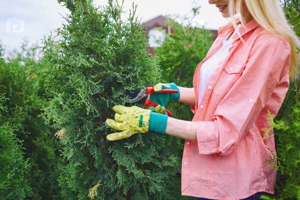 Как ухаживать за туями весной?