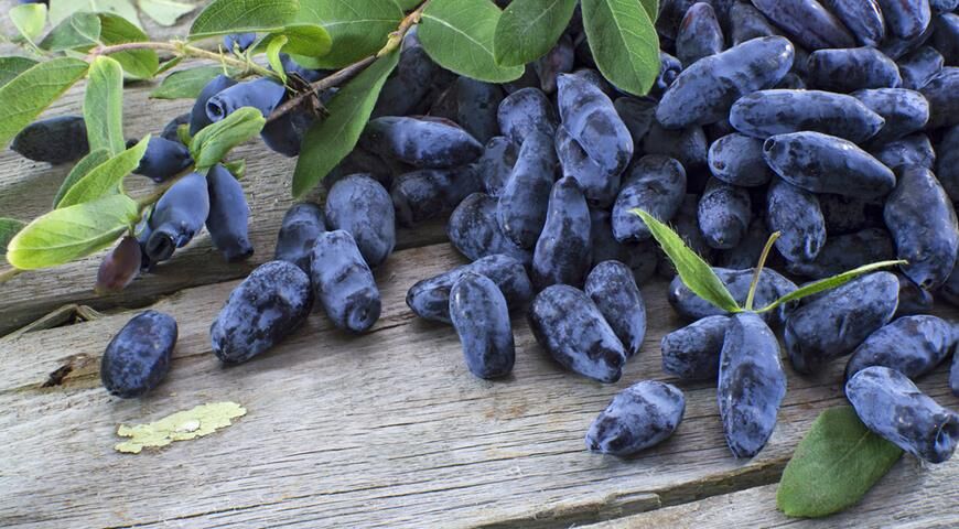 Жимолость: посадка і догляд