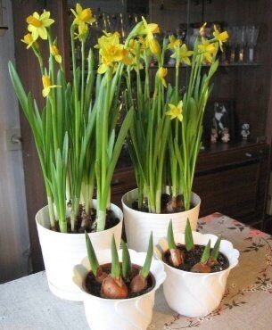 выгонка нарциссов