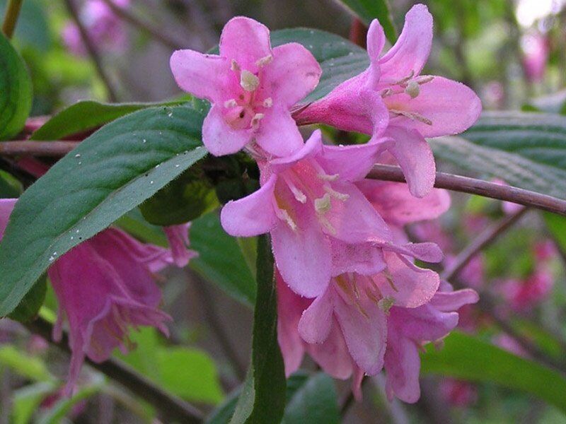 вейгела заболевания