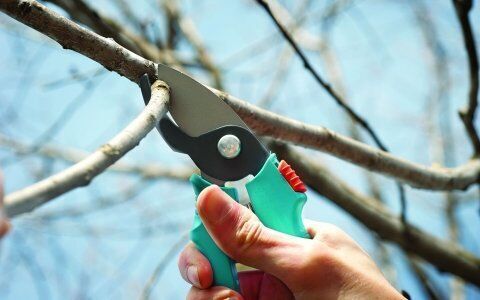 Обрезка яблони