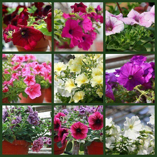 сорта петуний
