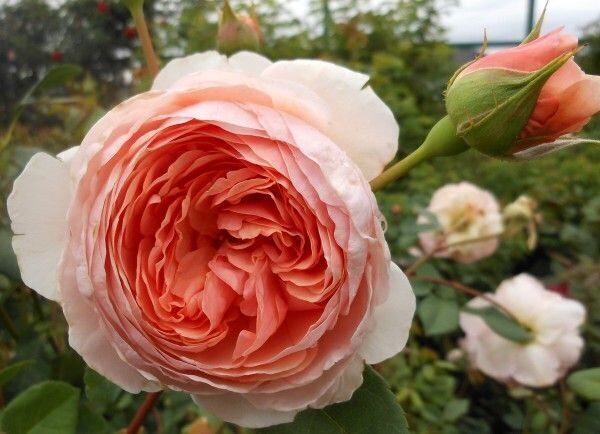 Уильям Моррис