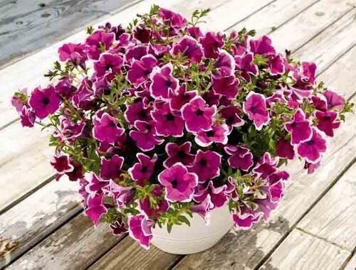 Петуния гигантская