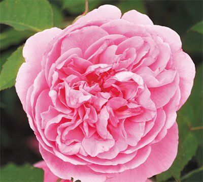 Гертруда Джекилл