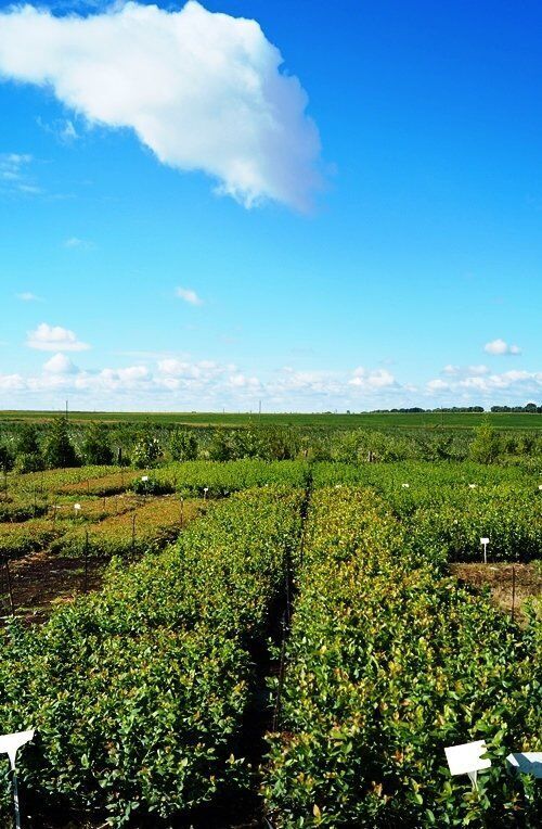 питомник брусвяна