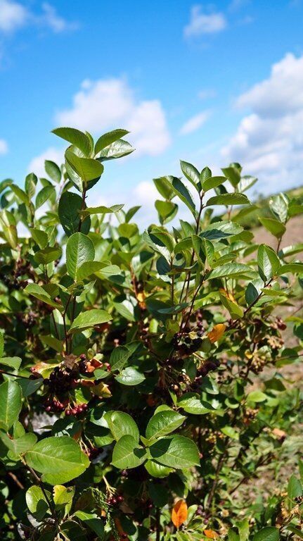 питомник брусвяна