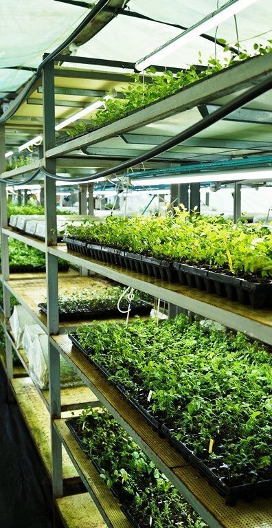 питомник брусвяна