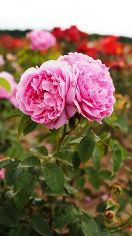 питомник декоплант