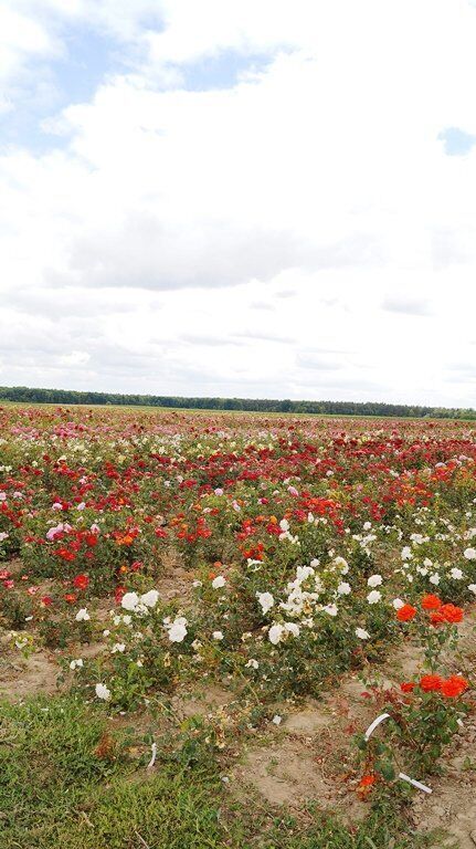 питомник декоплант