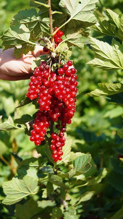 питомник декоплант