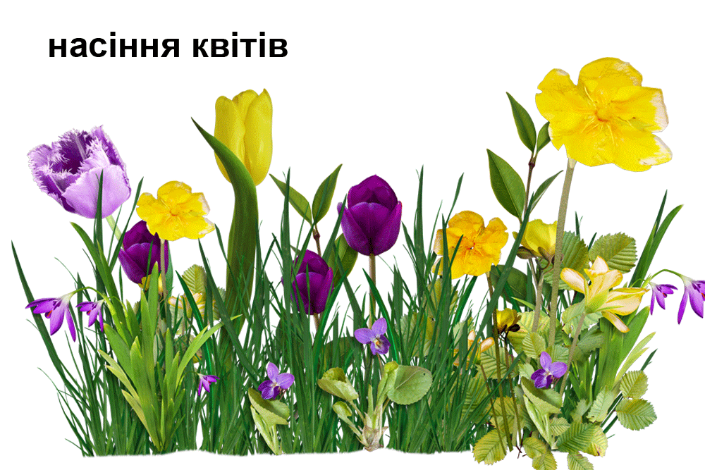 насіння квітів