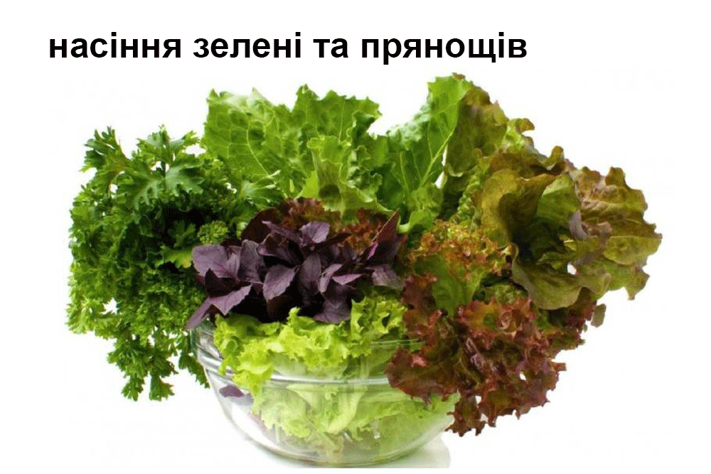 насіння зелені і прянощів