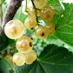 смородина Императорская