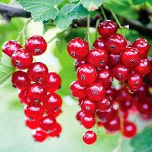 смородина Йонкер ван Тетс