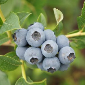 чорниця Дюк