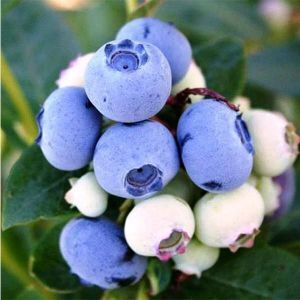 чорниця Спартан