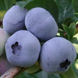 чорниця Торо