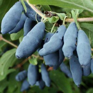 жимолость бакчарській велетень