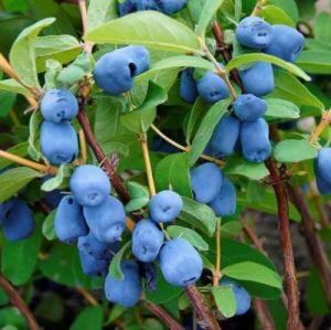 жимолость індиго джем