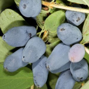 жимолость тундра