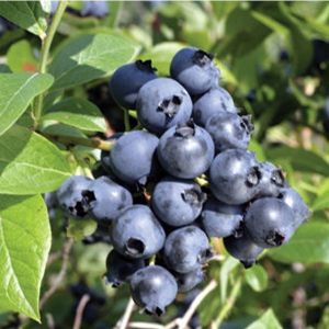 черника Блю Голд