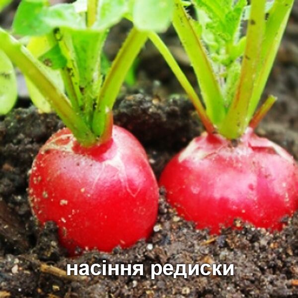 насіння редиски