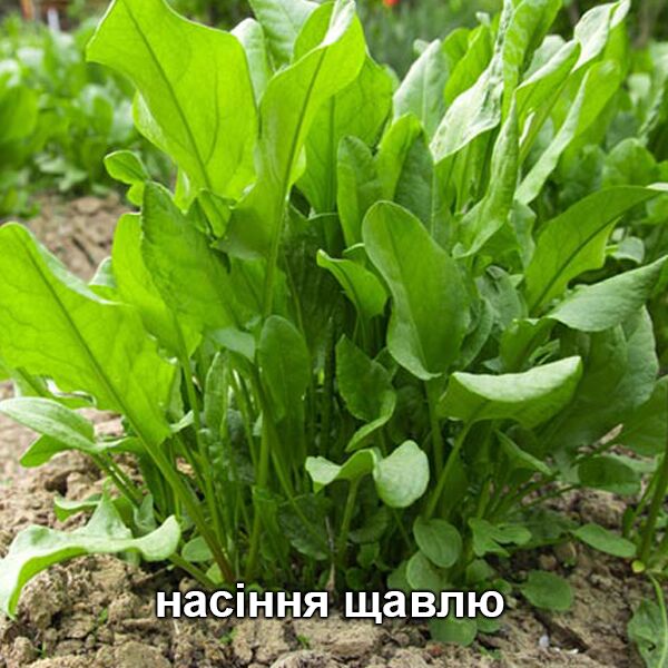 насіння щавлю