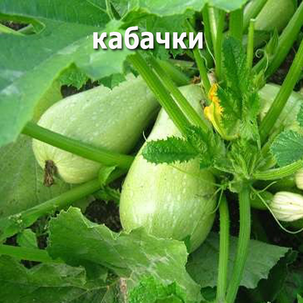 насіння кабачків