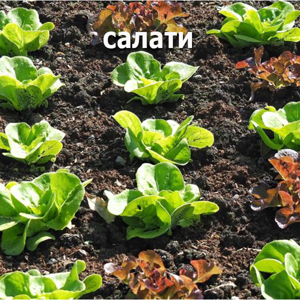 насіння салатів