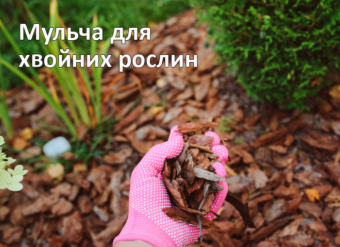 мульча для хвойних рослин