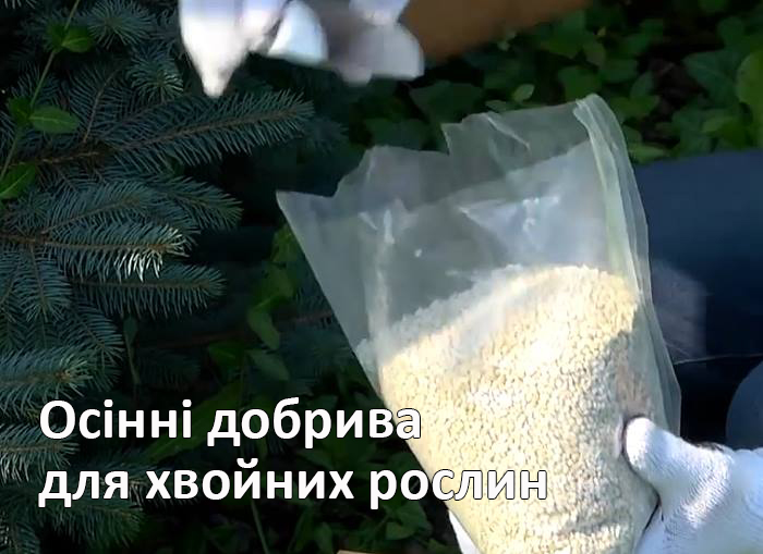 Осінні добрива для хвойних рослин