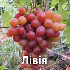 виноград Лівія