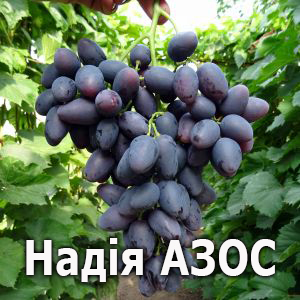 виноград Надія АЗОС