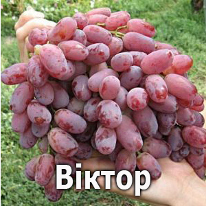 виноград Віктор