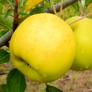 яблуня Луна
