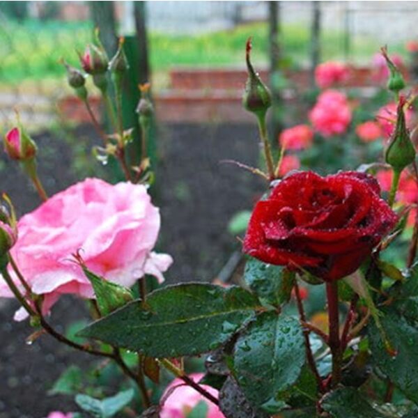 саженцы роз