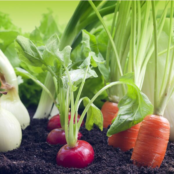 семена овощей