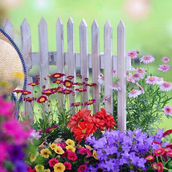 семена цветов