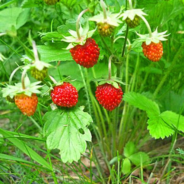 семена земляники