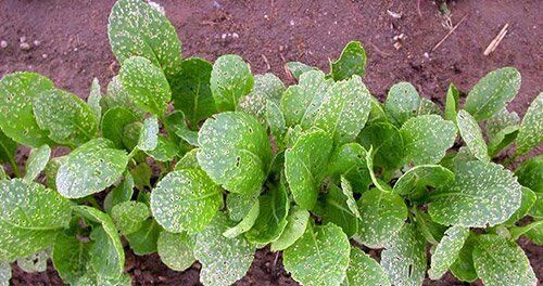 блішка на редисці