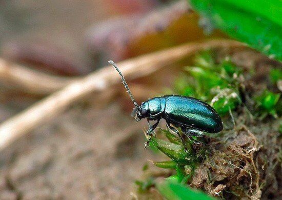 блішка на капусті
