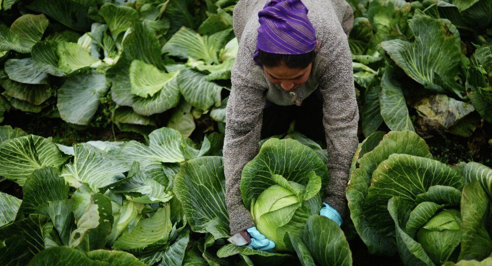 хороший урожай капусти
