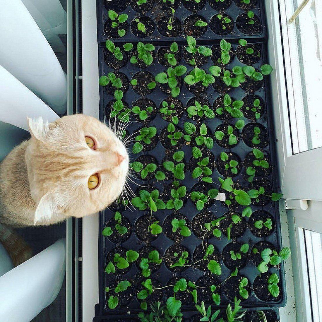 vyrachsivanie-rassady-3