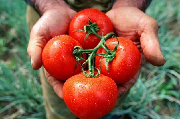насіння овочів
