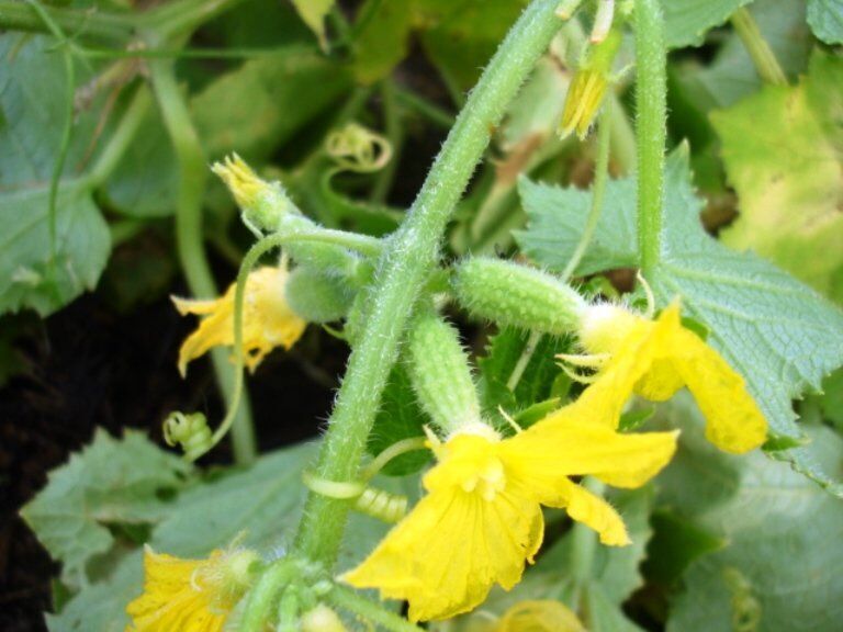 семена огурцов