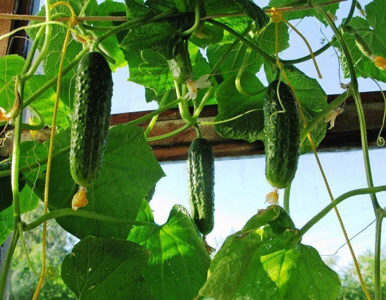 семена огурцов